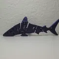 Flexible Sharks (Cá mập dẻo) - Thumbnail 4