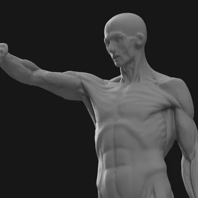 Mô Hình Giải Phẫu Ecorche Nam Cho Họa Sĩ