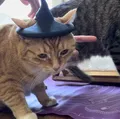Mũ Phù Thủy Cho Mèo - Phụ Kiện Hóa Trang Halloween Đáng Yêu - Thumbnail 4