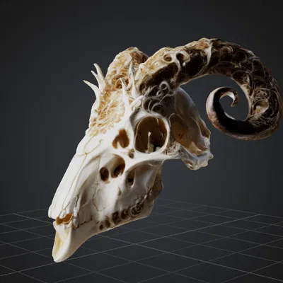 Đầu Cừu Ma Quái - Mô Hình 3D Trang Trí Độc Lạ