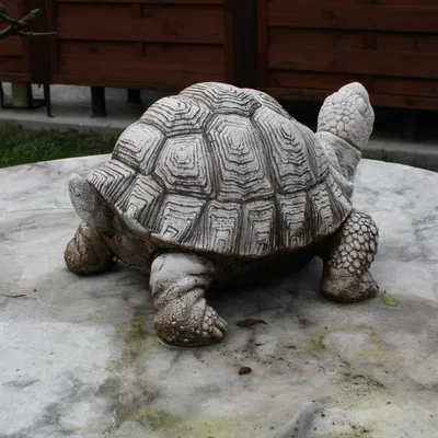 Mô Hình Rùa 3D Trang Trí Độc Đáo - Tái Hiện Tượng Đá