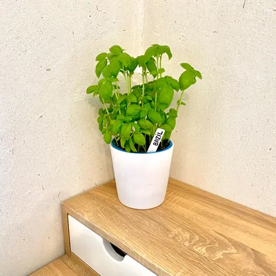 Cọc/Nhãn Cắm Cây Làm Vườn (Gardening markers)