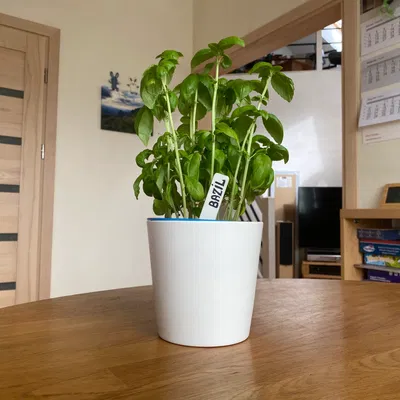 Cọc/Nhãn Cắm Cây Làm Vườn (Gardening markers)