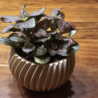 Blumentopf / Plant Pot Wave (Chậu cây dạng sóng)