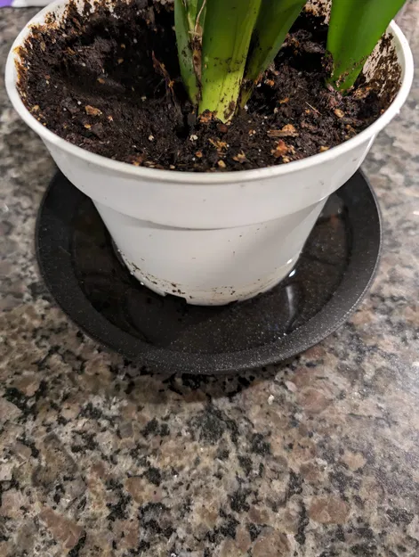 Dĩa lót chậu cây (Plant plate) - Image 1