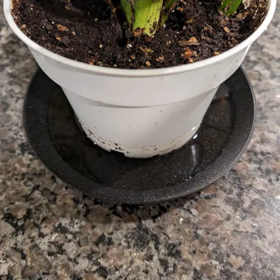 Dĩa lót chậu cây (Plant plate)