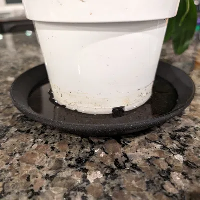 Dĩa lót chậu cây (Plant plate)