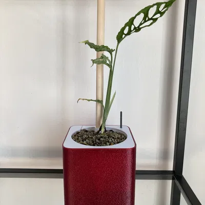 Chậu Tự Tưới Semi Hydroponic (Parametric)