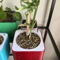 Chậu Tự Tưới Semi Hydroponic (Parametric) - Thumbnail 4
