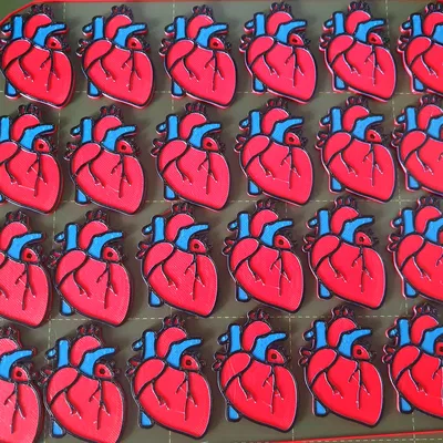 Móc khóa tim giải phẫu (Heart keychain)