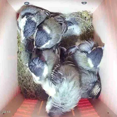 Nhà chim v3.0 (có camera và microphone)