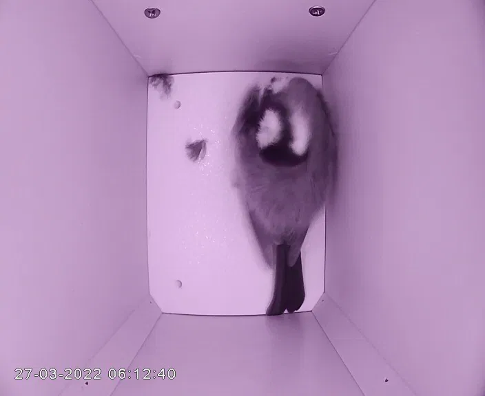 Nhà chim v3.0 (có camera và microphone) - Image 3