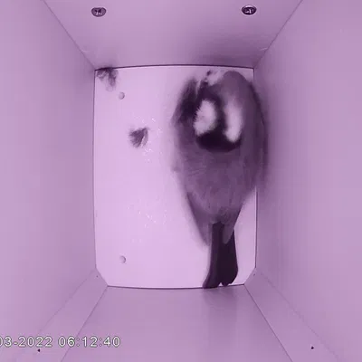 Nhà chim v3.0 (có camera và microphone)