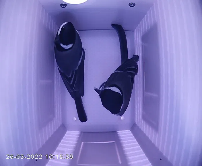 Nhà chim v3.0 (có camera và microphone) - Image 5