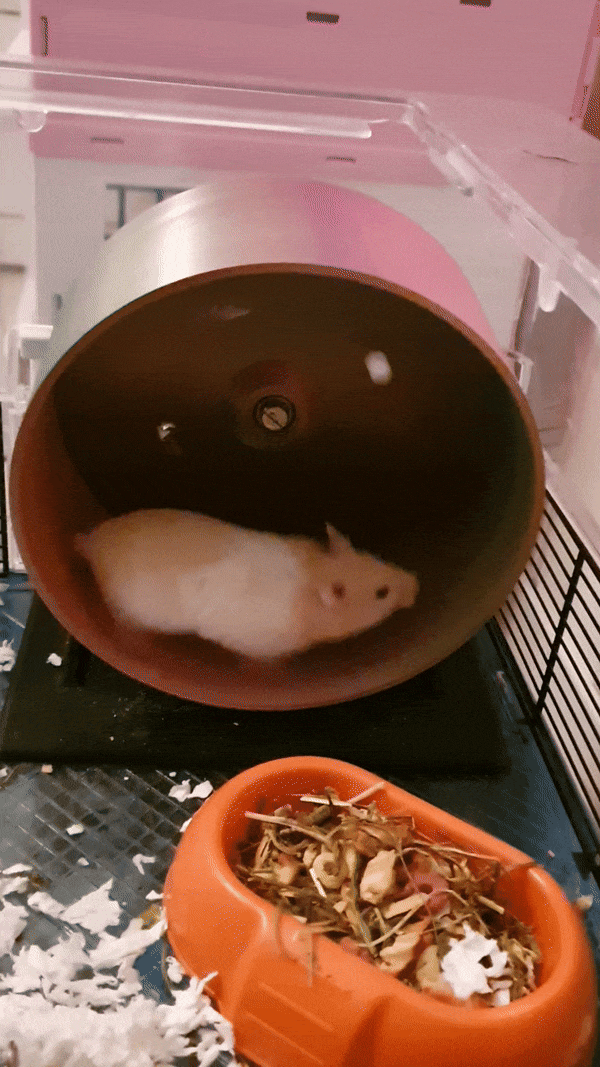 Bánh xe hamster (Hamster wheel)