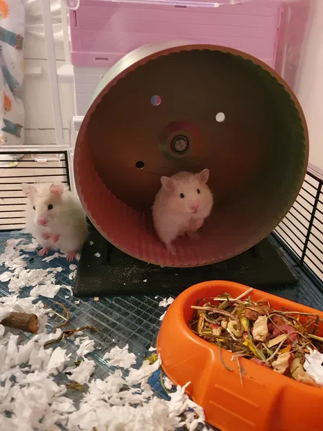 Bánh xe hamster (Hamster wheel) - Image 4