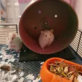 Bánh xe hamster (Hamster wheel) - Thumbnail 4