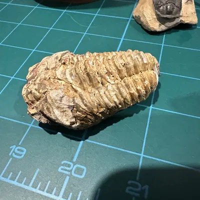 Quét 3D hóa thạch trilobite có vết cắn