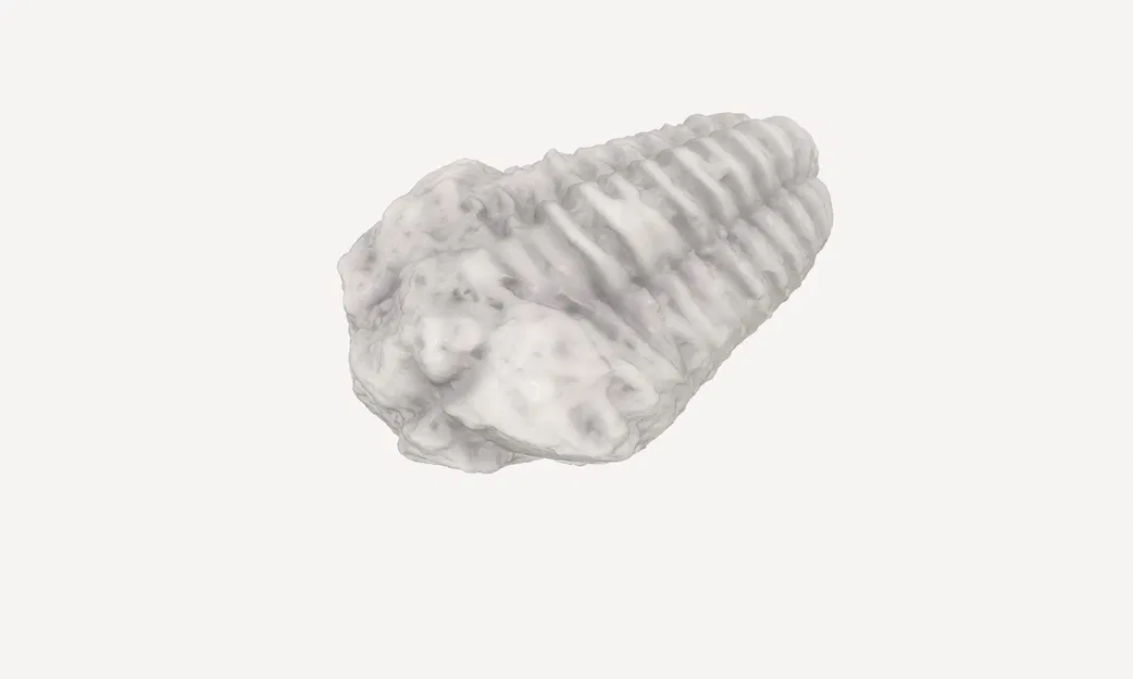 Quét 3D hóa thạch trilobite có vết cắn - Image 2
