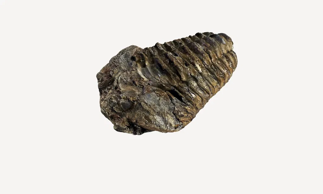 Quét 3D hóa thạch trilobite có vết cắn - Image 3