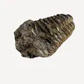 Quét 3D hóa thạch trilobite có vết cắn - Thumbnail 3