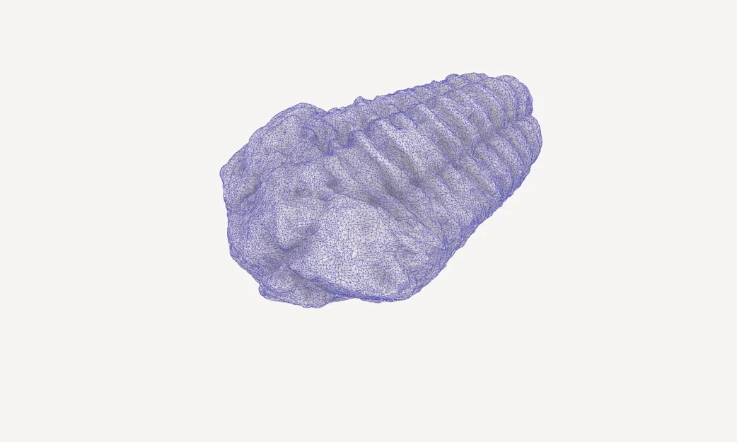 Quét 3D hóa thạch trilobite có vết cắn - Image 4