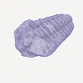 Quét 3D hóa thạch trilobite có vết cắn - Thumbnail 4