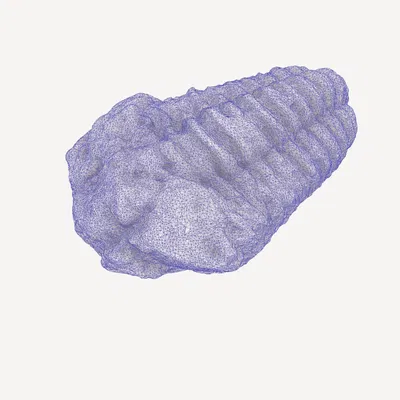 Quét 3D hóa thạch trilobite có vết cắn