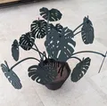 Bộ Lót Ly Monstera - Thân Cao Hơn - Thumbnail 1