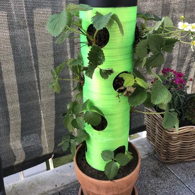 Chậu trồng dâu tây (Strawberry planter) xếp chồng