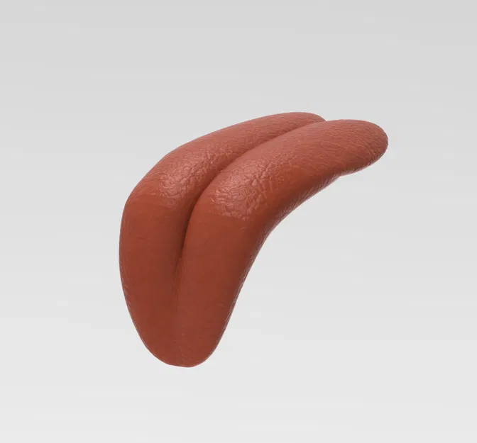 Mô Hình Lưỡi Người 3D Độc Đáo (Human Tongue) - Image 1