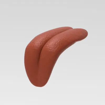 Mô Hình Lưỡi Người 3D Độc Đáo (Human Tongue)