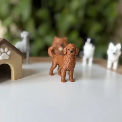 Mô Hình 3D Chó Labradoodle Realistic