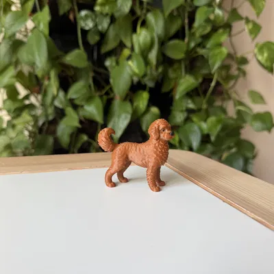 Mô Hình 3D Chó Labradoodle Realistic