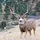 Muley_1798074