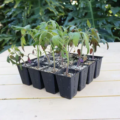 Khay ươm hạt giống Parametric có thể tách rời (F3D + Mã nguồn mở)