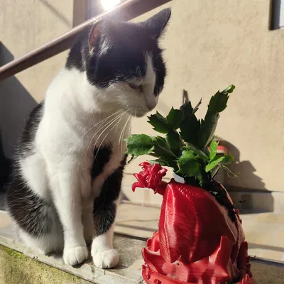 Doze Draco - Chậu cây hình rồng nằm thư giãn