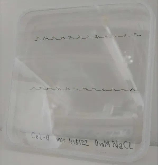 Bộ khuôn kẻ dòng gieo hạt cho đĩa Petri vuông (120 x 120 mm) - Image 5