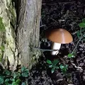 Mushroom Cache (fusion360) - Hộp giấu đồ hình nấm - Thumbnail 1