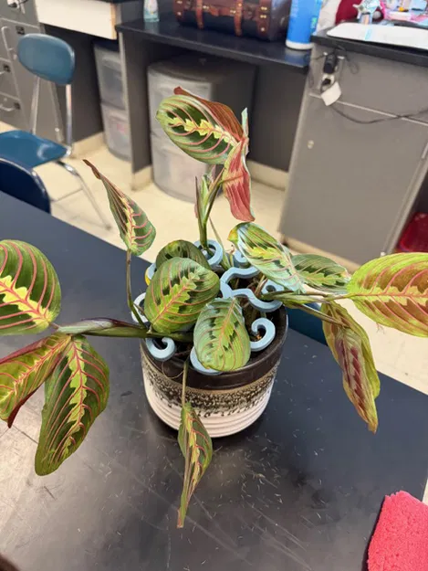 Bộ khung Monstera Helper - Phụ kiện đỡ lá cây cảnh 3D - Image 2