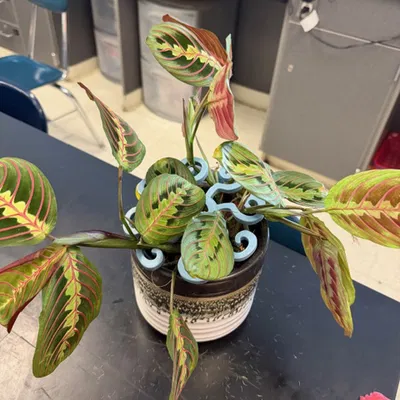 Bộ khung Monstera Helper - Phụ kiện đỡ lá cây cảnh 3D