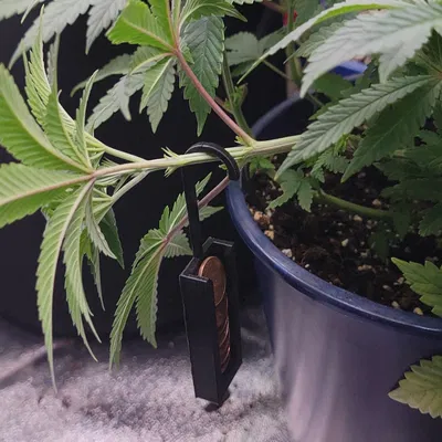 The Penny Trainer – Dụng cụ hỗ trợ huấn luyện cây LST có thể điều chỉnh