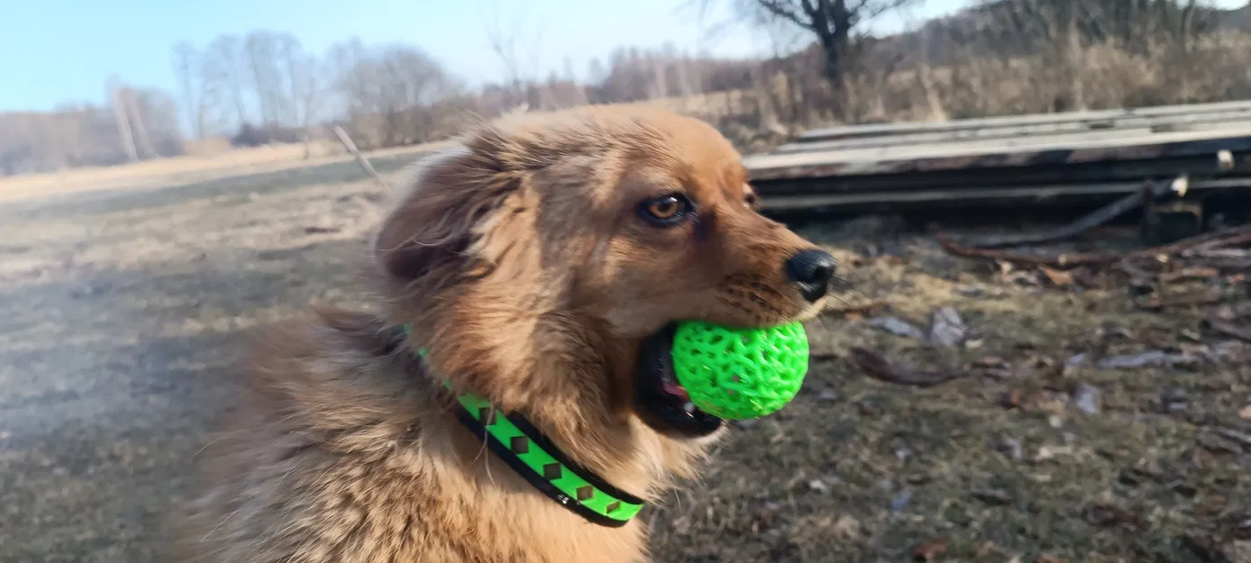 Vòng cổ cho cún cưng (Dog Collar) - Image 1