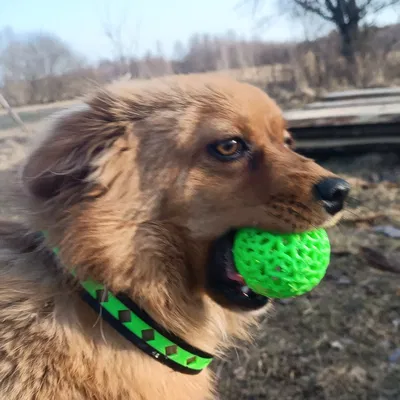 Vòng cổ cho cún cưng (Dog Collar)