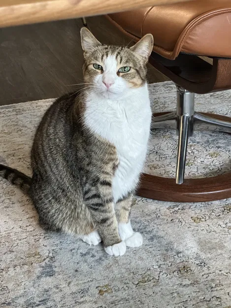 Bộ chia thức ăn cho máy PETLIBRO 4L - Giúp 2 thú cưng cùng ăn - Image 6