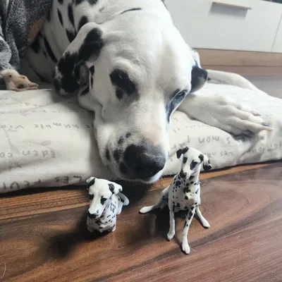 Mô hình chú chó Dalmatian