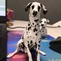 Mô hình chú chó Dalmatian - Thumbnail 4