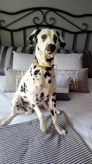 Mô hình chú chó Dalmatian - Image 5