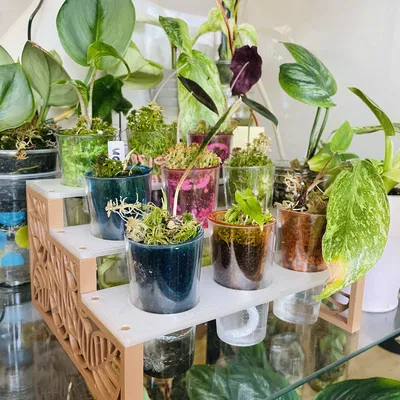 Kệ Trưng Bày Mini - Giá Đỡ Củ Alocasia, Nhân Giống Cây & Trưng Trứng Phục Sinh