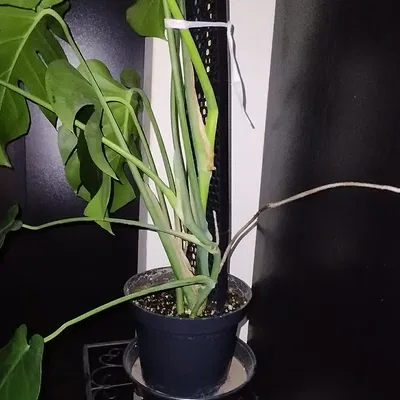 Khung đỡ cây dạng tổ ong lắp ghép - Giữ cây của bạn luôn đứng thẳng!